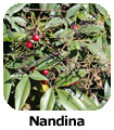 Nandina